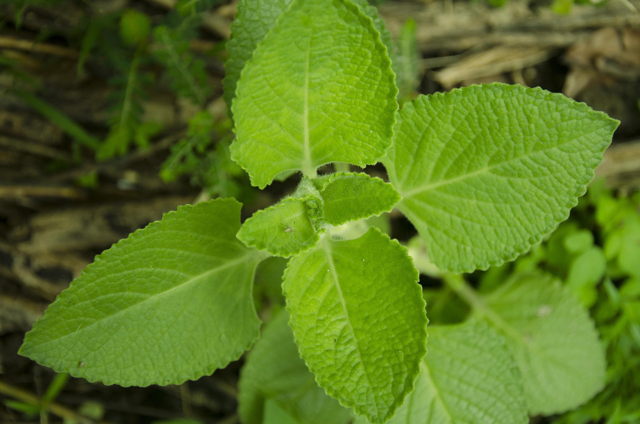 Oregano, leaves, green — A Comprehensive Guide to Buying Pregabalin in the UK Safely