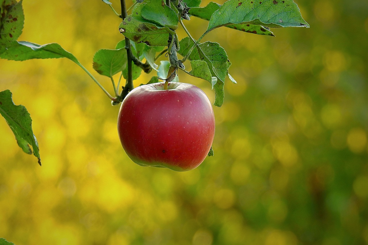 Apple, paradise fruit, health — Unlocking the Healing Potential of HHC Bulgaria: A Comprehensive Overview